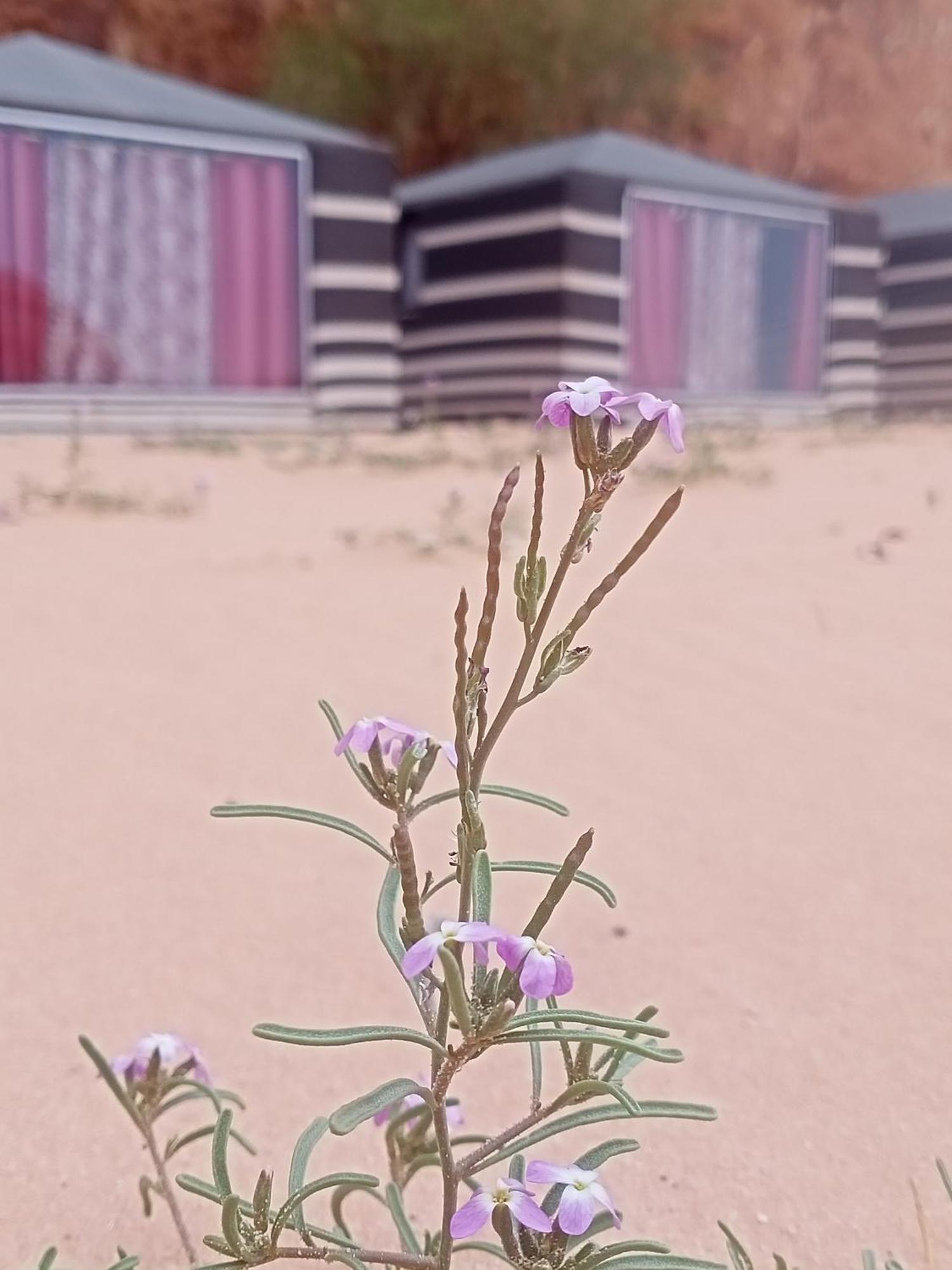 Shahrazad Desert, Wadi Rum Room photo